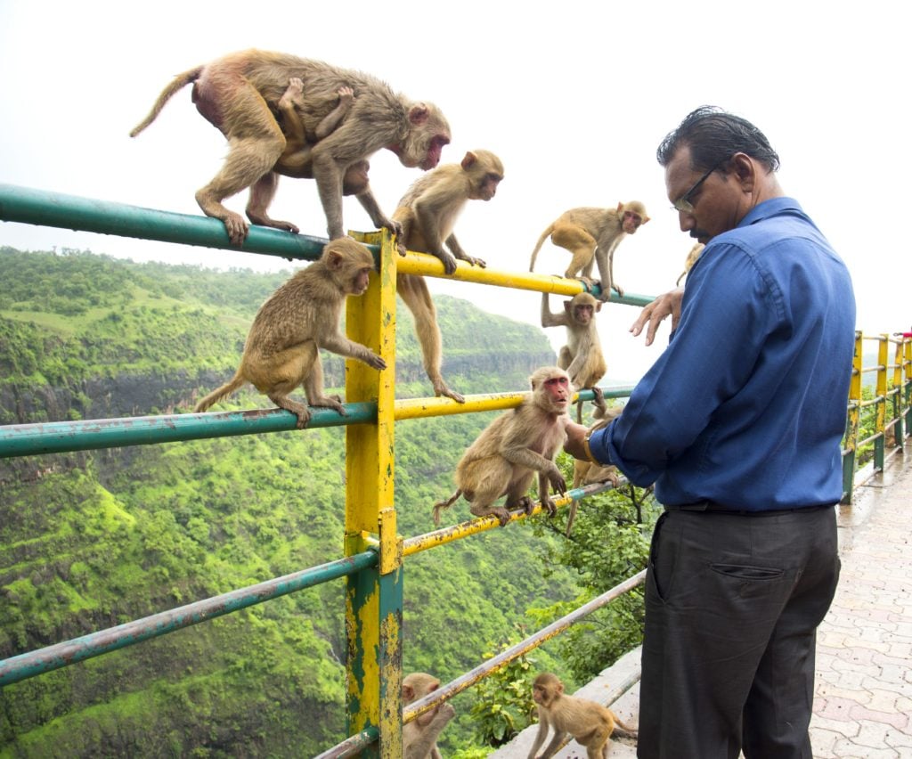 qual o melhor investimento hoje humanos ou macacos